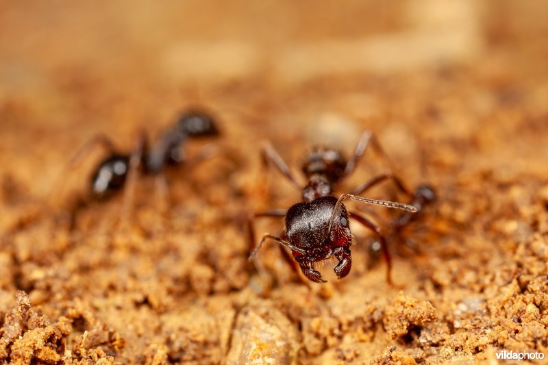 Werksters van een oogstmier