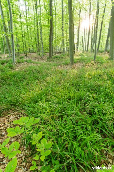 9120 Zuurminnende beukenbossen