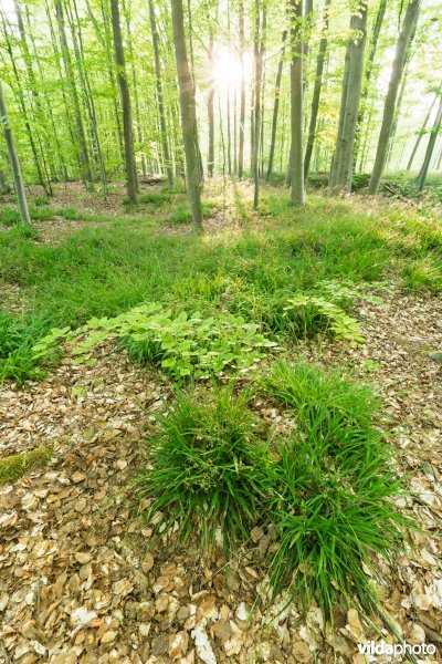 9120 Zuurminnende beukenbossen