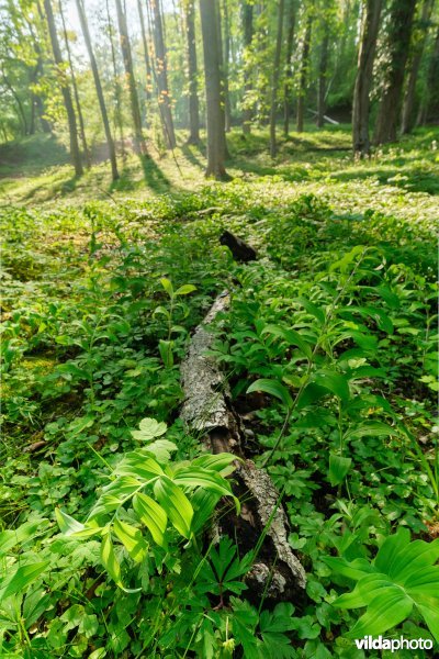 9160 Eiken-Haagbeukenbos