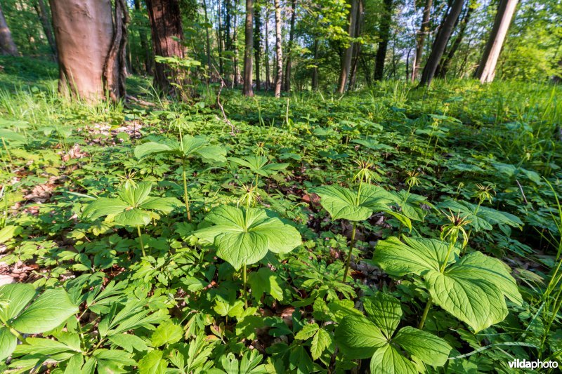 9160 Eiken-Haagbeukenbos