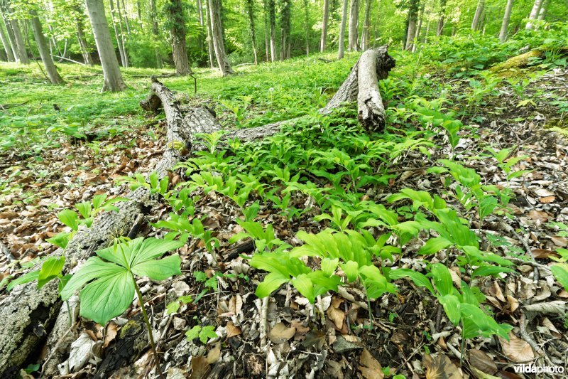 9160 Eiken-Haagbeukenbos