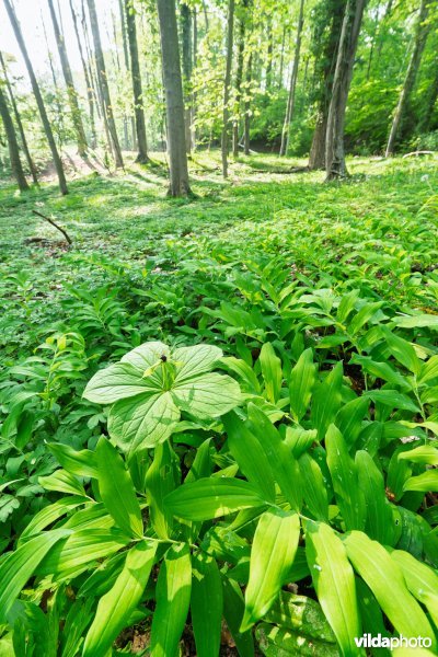 9160 Eiken-Haagbeukenbos