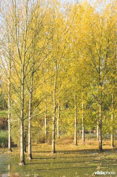 Lippenbroek