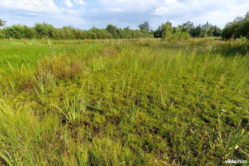 7140_meso / 3130_aom