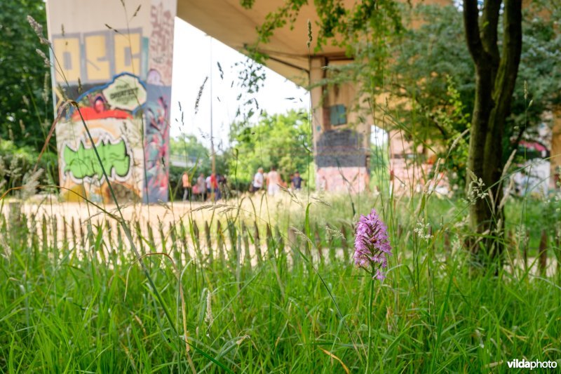 Orchidee in het Vijverspark