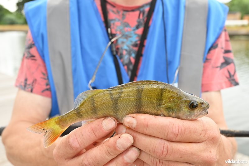 Gevangen Snoekbaars door hengelaar