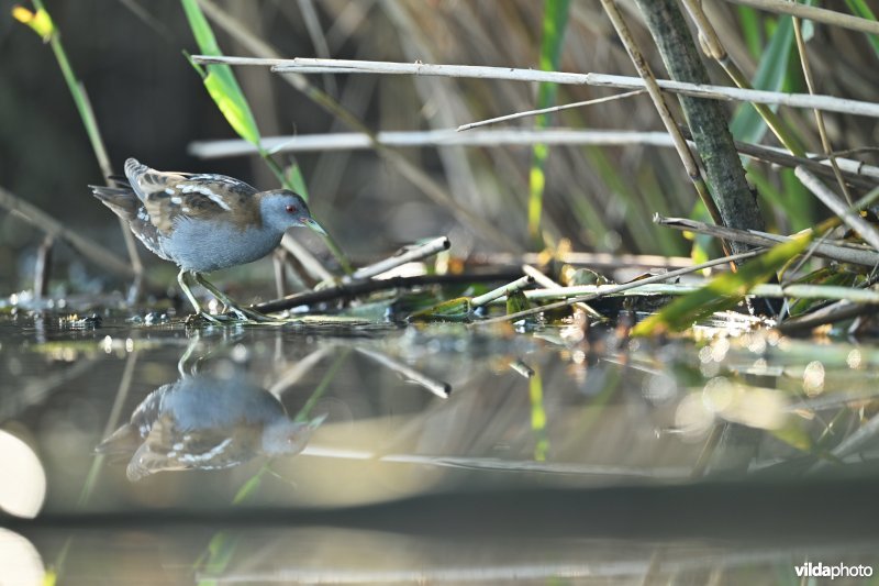 Klein waterhoen