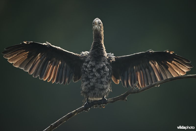 Dwergaalscholver