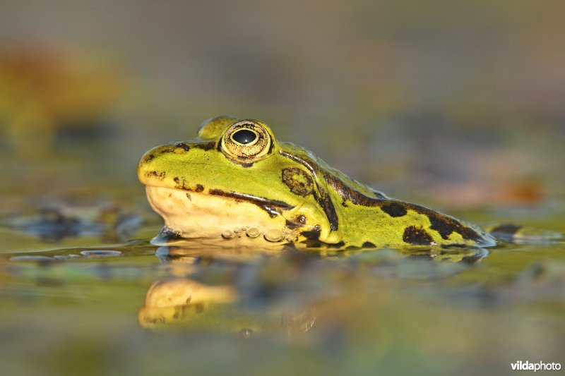 Europese meerkikker