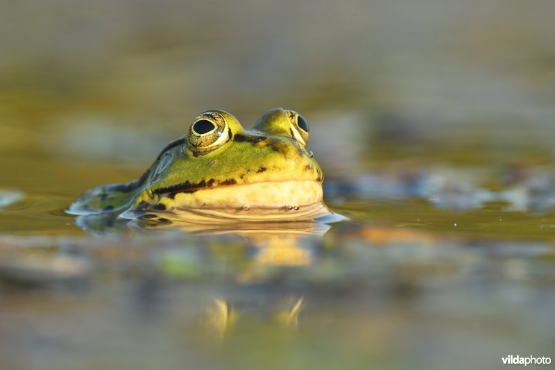 Europese meerkikker