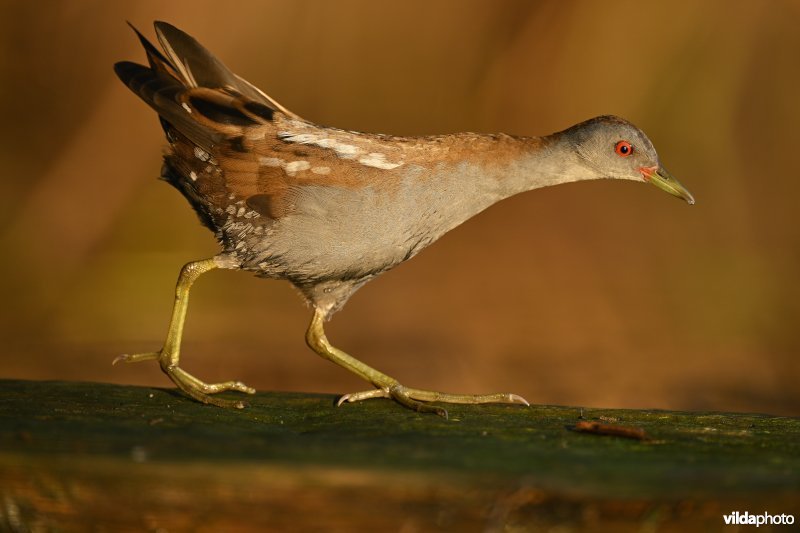 Klein waterhoen