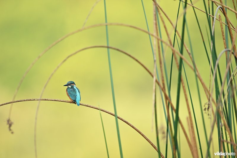 Ijsvogel