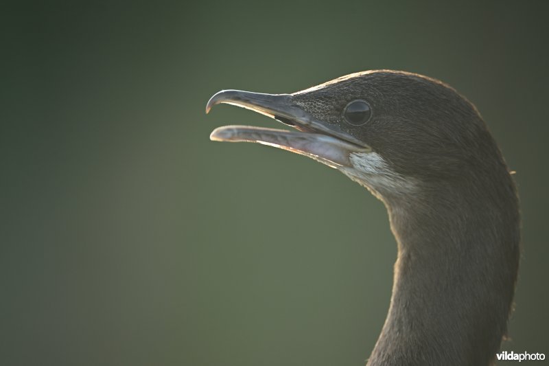 Dwergaalscholver
