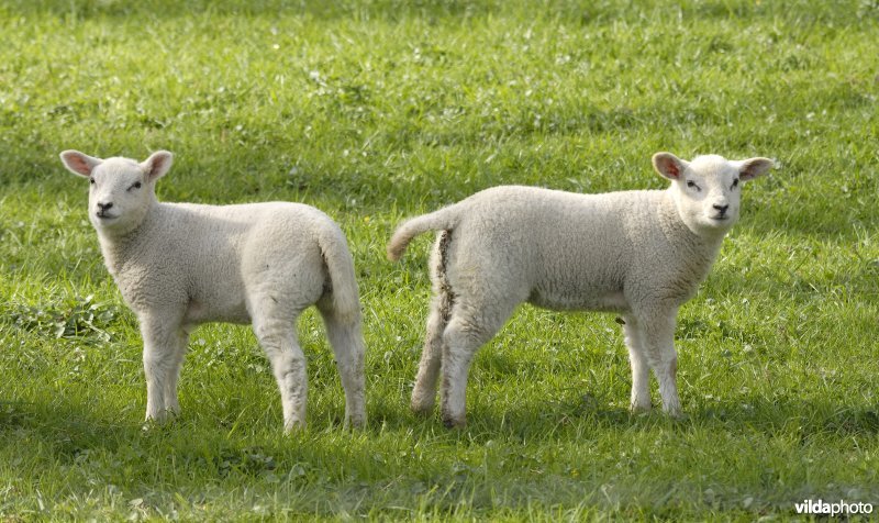 Lammetjes