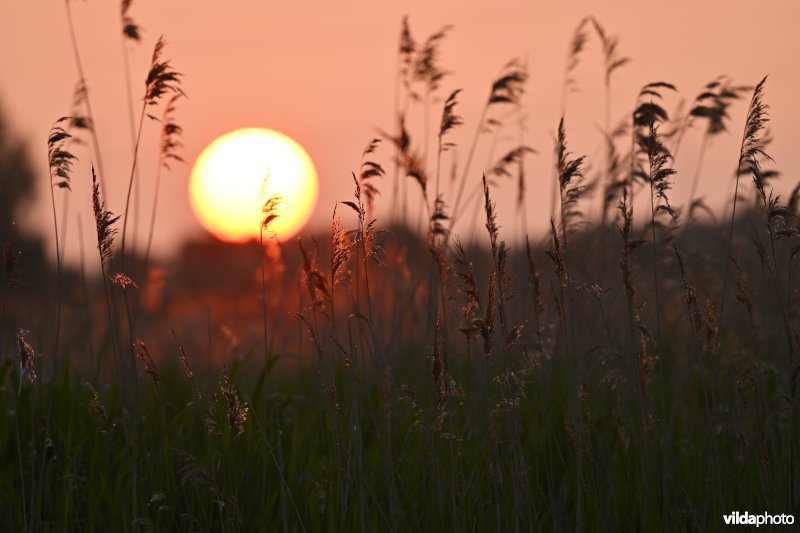 Zonsopgang aan het Viersels Gebroekt 