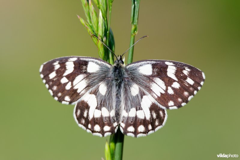 Dambordje bij zonsopgang