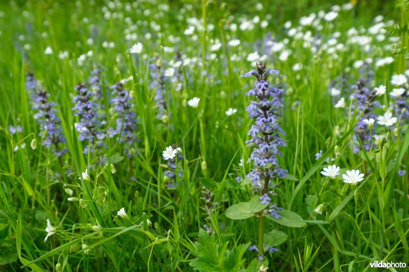 6510 Vochtig schraal hooiland