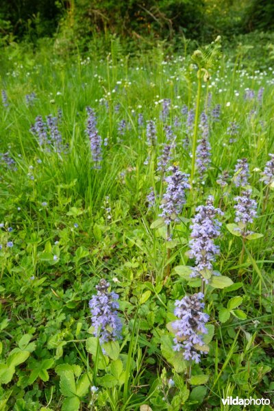 6510 Vochtig schraal hooiland