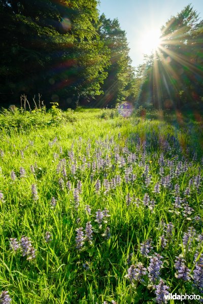 6510 Vochtig schraal hooiland