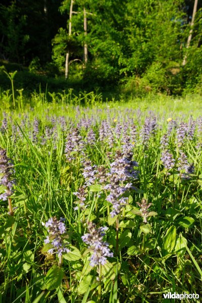 6510 Vochtig schraal hooiland