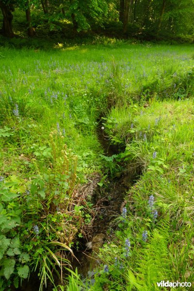 6510 Vochtig schraal hooiland