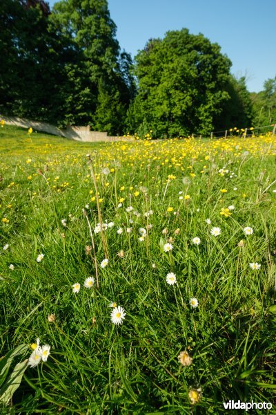 HGB kamgrasland