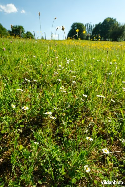 HGB kamgrasland