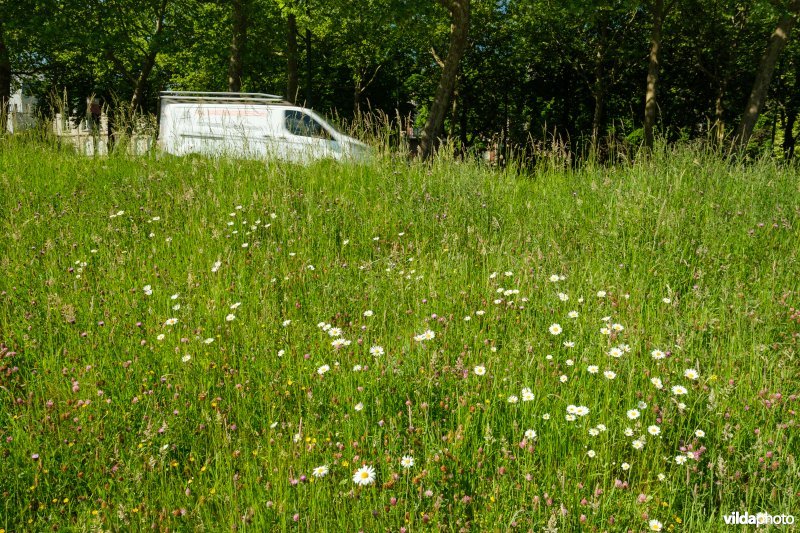 6510 Schraal hooiland