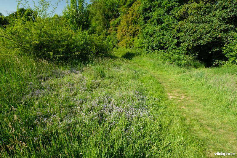 Bloemrijk grasland