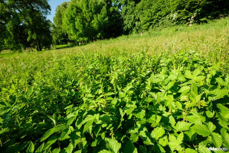 HGB Dotterbloemgrasland