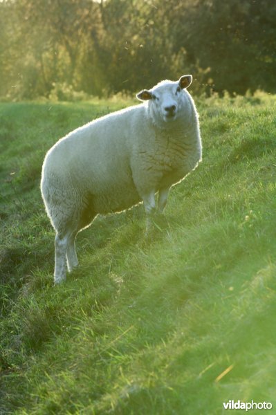 Schapenbegrazing in het Schulensbroek