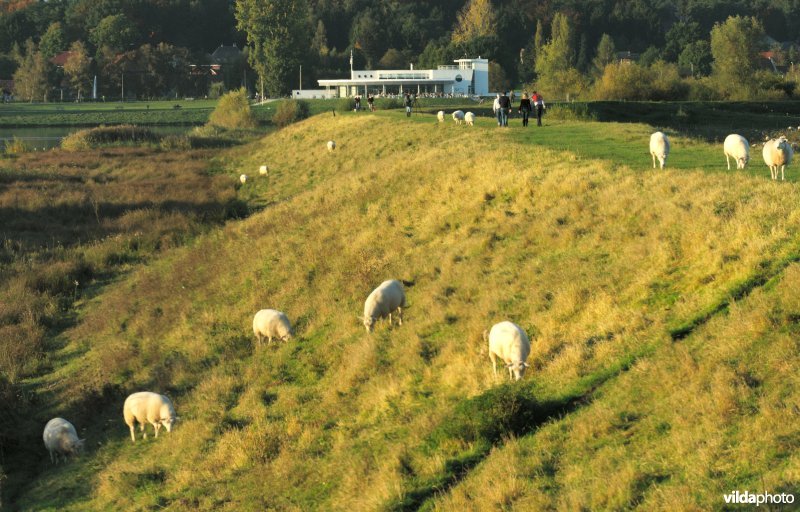 Schapenbegrazing in het Schulensbroek