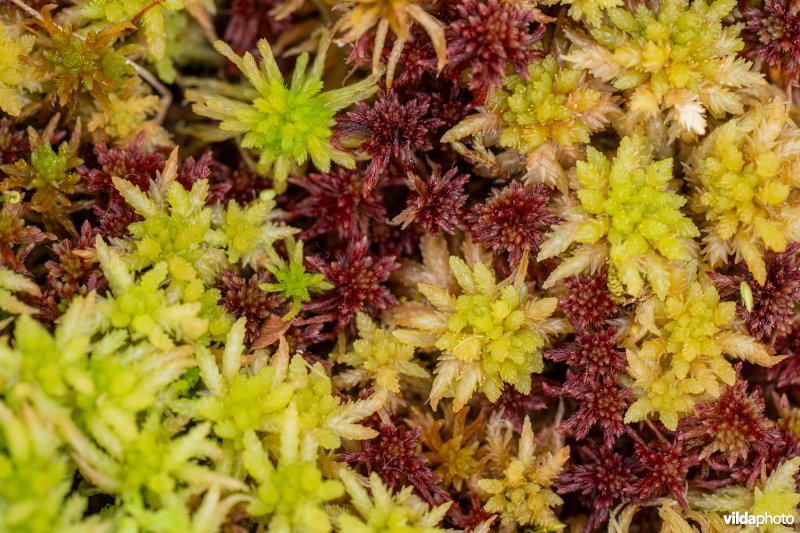 Sparrig veenmos, gewoon veenmos en kwelveenmos