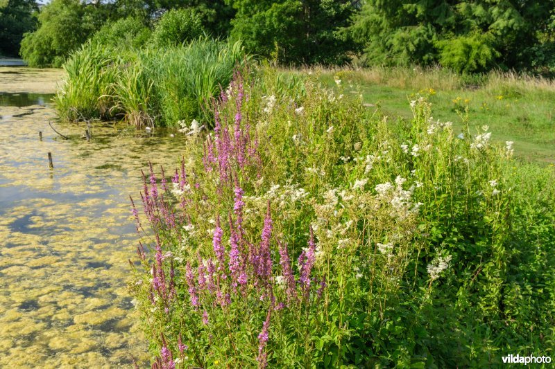 Bloemrijke oevervegetatie