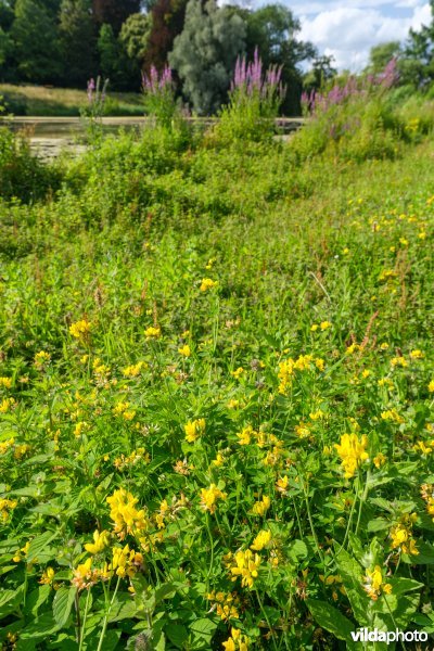 Bloemrijk nat grasland