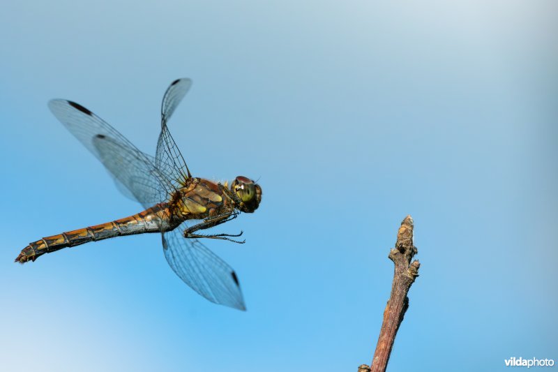 Vliegende Bruinrode heidelibel