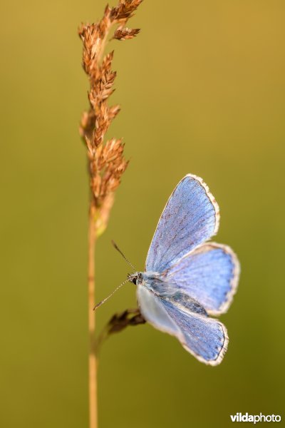Opwarmend Icarusblauwtje