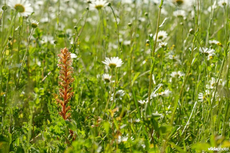Bremraap in glanshavergrasland
