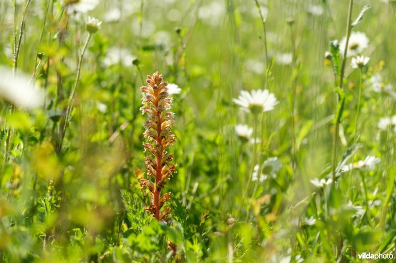 Bremraap in glanshavergrasland