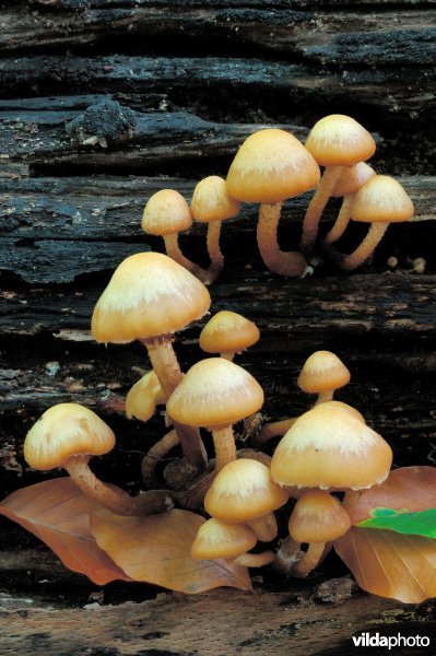 Stobbenzwammetjes
