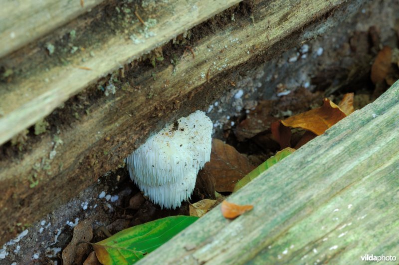 Pruikzwam in het Zoniënwoud