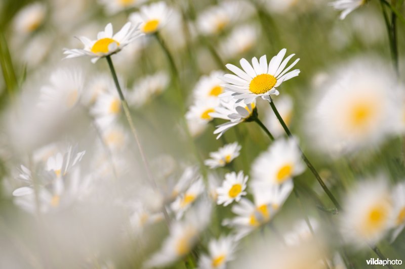 Margrieten