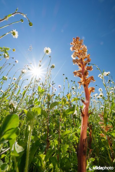 Bremraap in glanshavergrasland