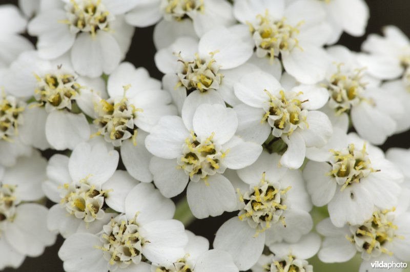 Bloempjes van Duizendblad