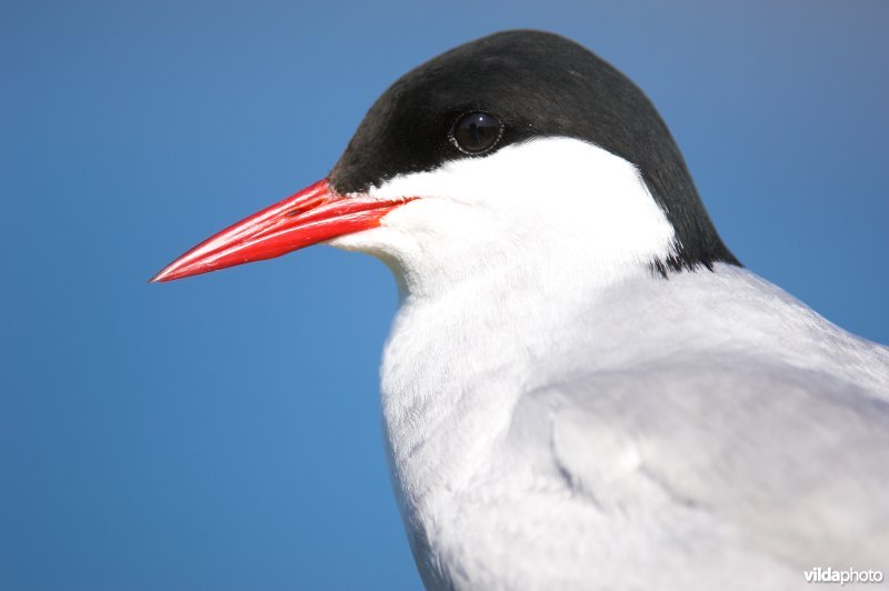 Portret Noordse Stern
