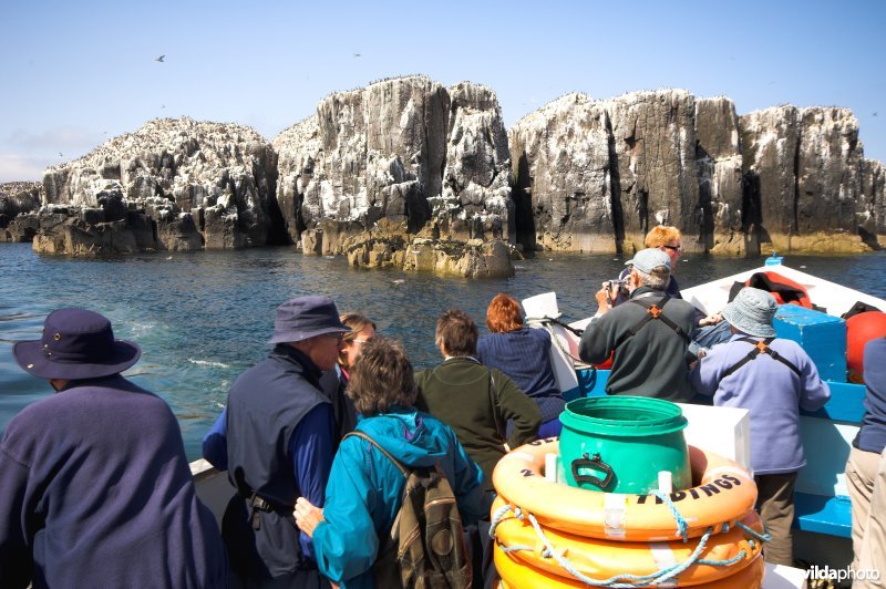 Boottocht naar de Farne Islands