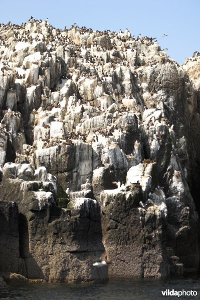 Zeekoetkolonie op Farne Islands