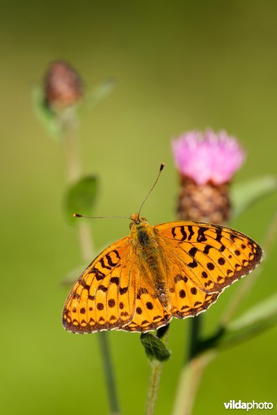 Grote parelmoervlinder