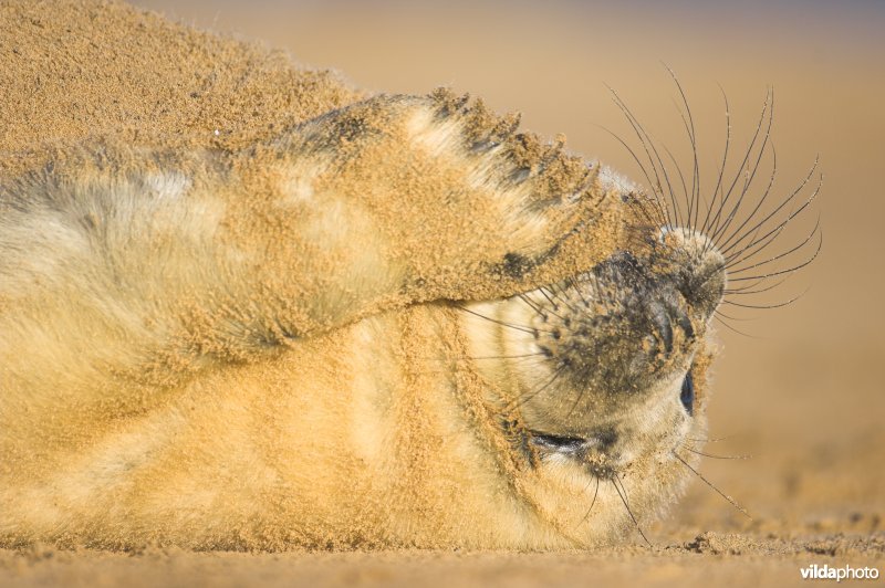 Pup Grijze zeehond